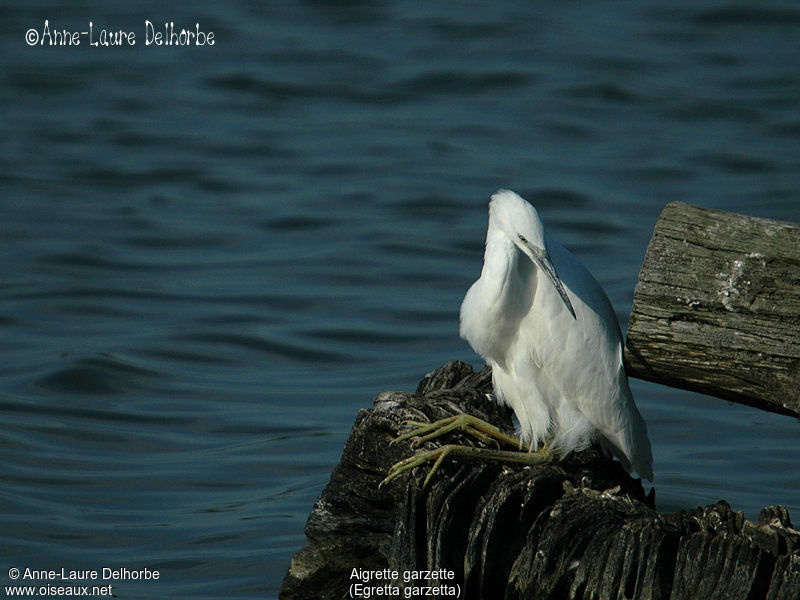 Aigrette garzette