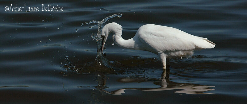 Aigrette garzette