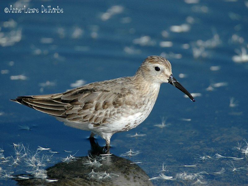 Bécasseau variable