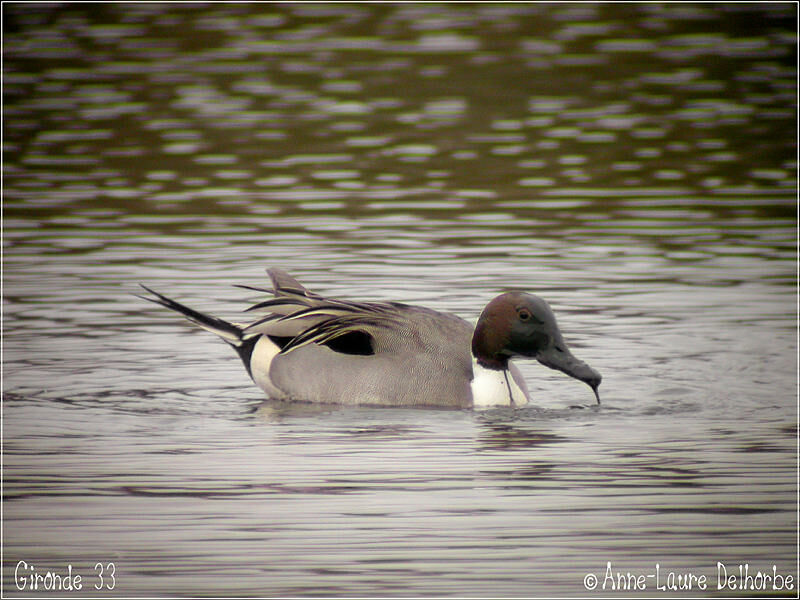 Canard pilet