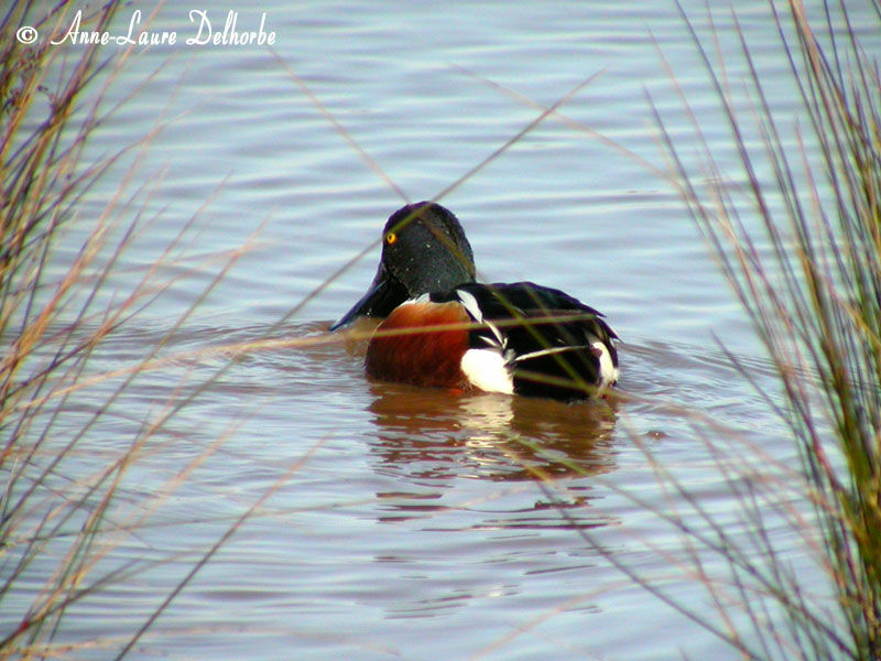 Canard souchet