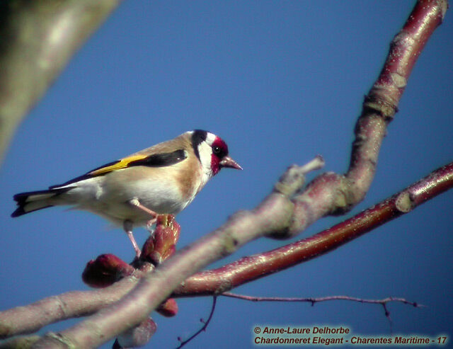 Chardonneret élégant