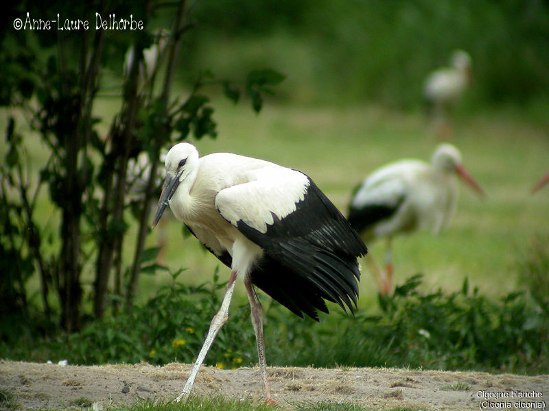 Cigogne blanche