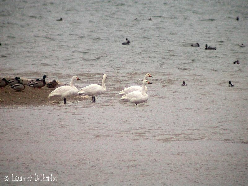 Cygne de Bewick