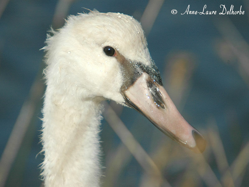 Cygne tuberculé