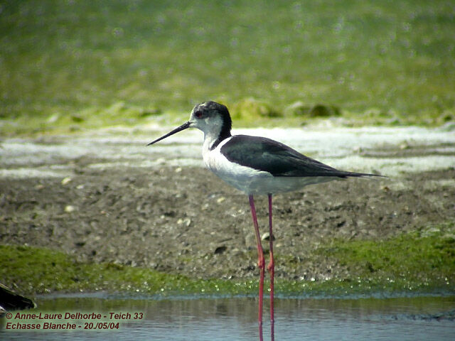 Black-winged Stilt