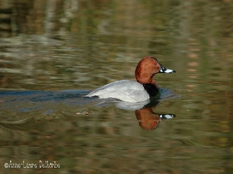 Common Pochard