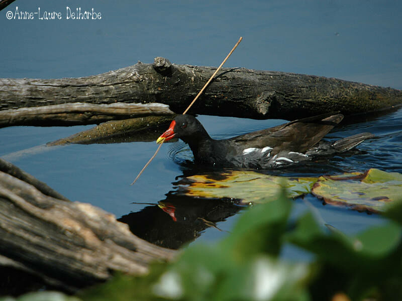 Gallinule poule-d'eau