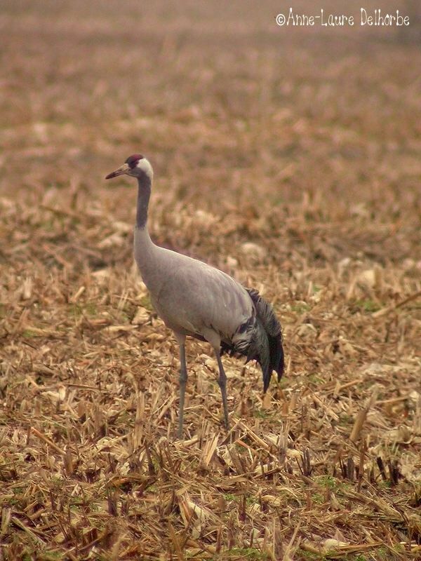 Grue cendrée