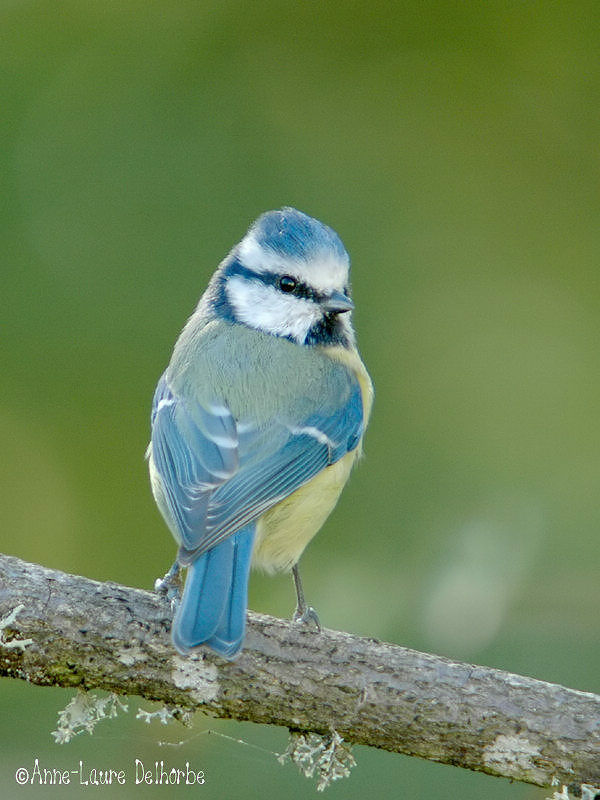 Mésange bleue