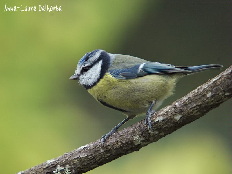 Mésange bleue