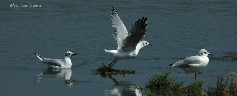 Mouette rieuse