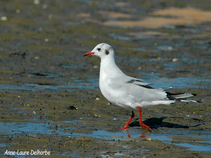 Mouette rieuse