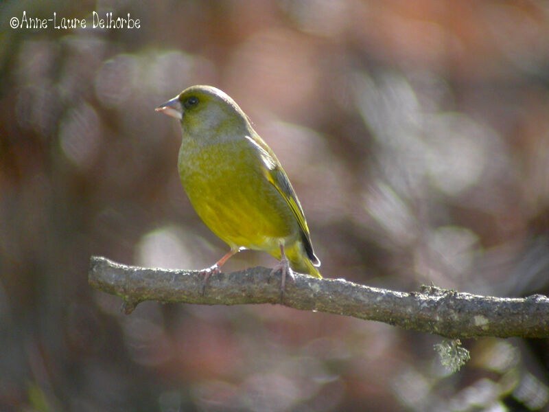 European Greenfinch