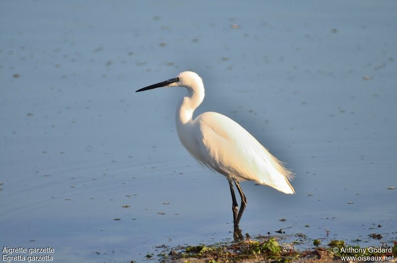 Aigrette garzetteadulte