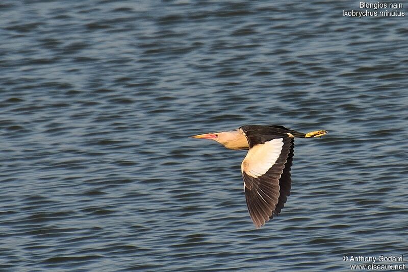 Little Bittern male adult, Flight