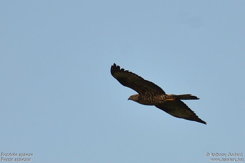 European Honey Buzzard male adult, Flight