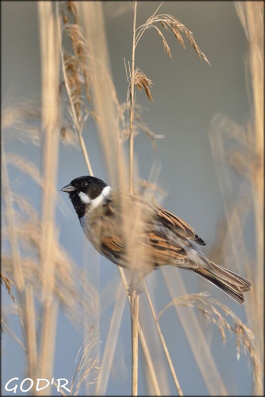 Common Reed Bunting male adult breeding