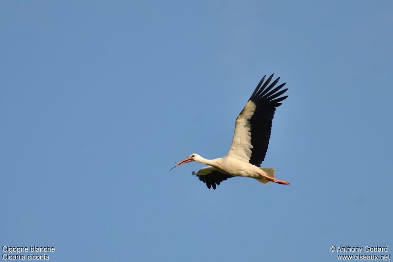 White Storkadult, Flight