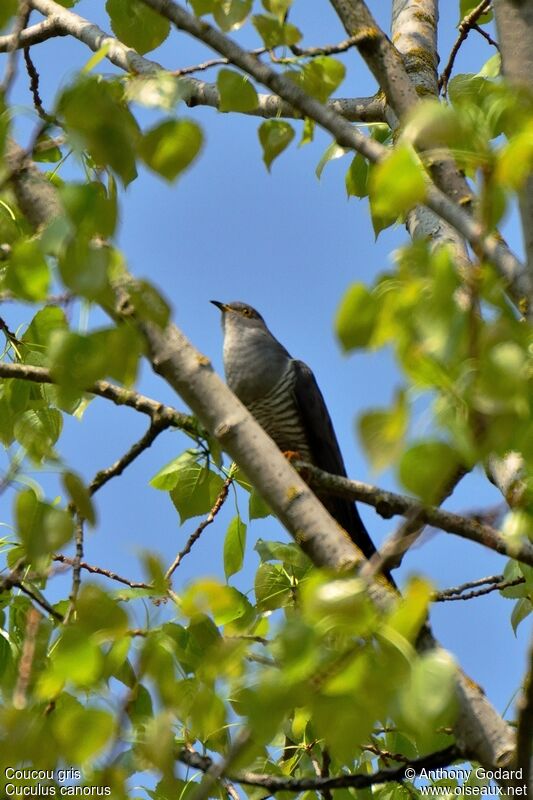 Common Cuckooadult