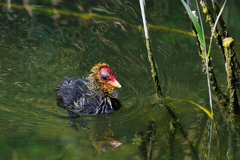 Eurasian CootFirst year