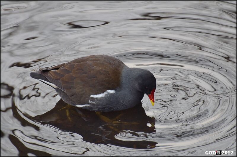 Gallinule poule-d'eauadulte