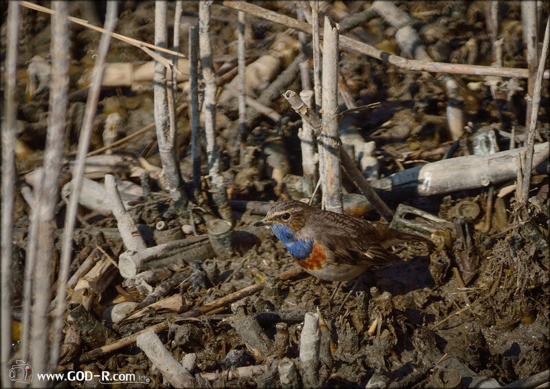 Bluethroat male adult, identification, Behaviour