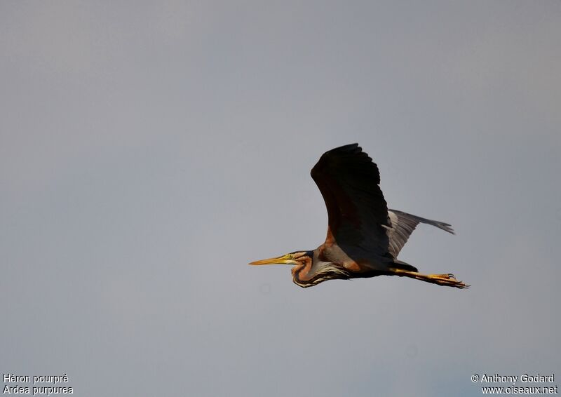 Purple Heronadult, Flight