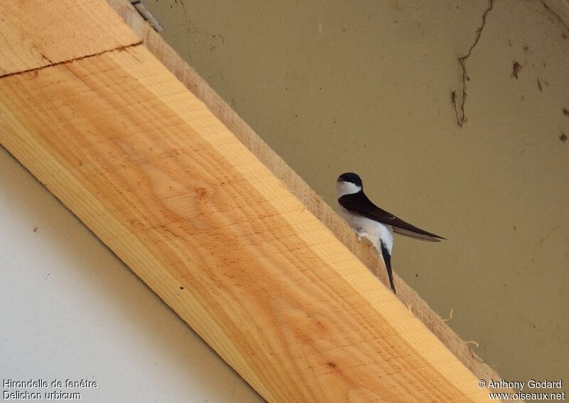 Western House Martinimmature, Reproduction-nesting