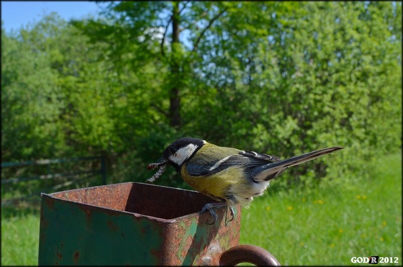 Mésange charbonnière femelle adulte, Nidification