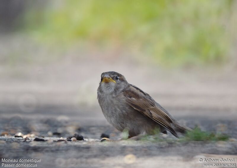 House SparrowFirst year, feeding habits