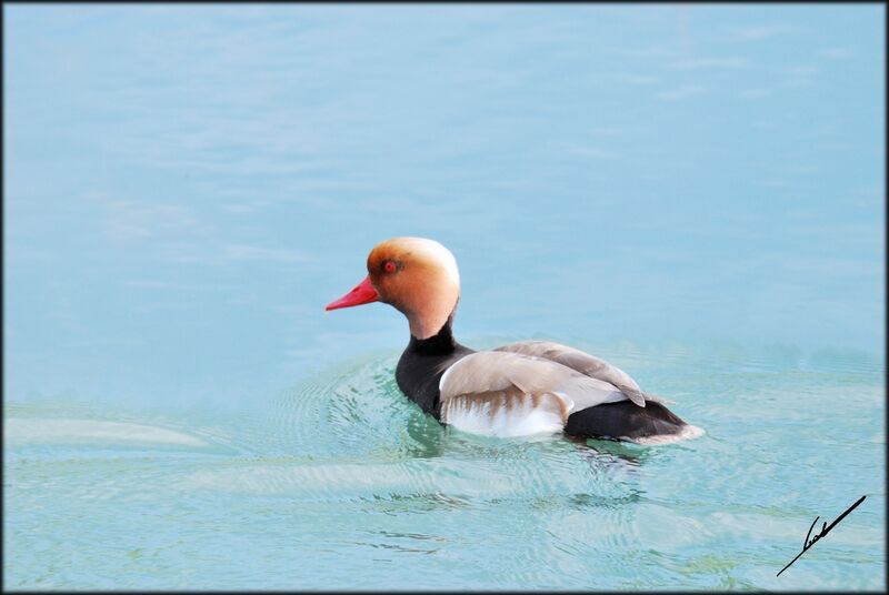 Red-crested Pochard male adult