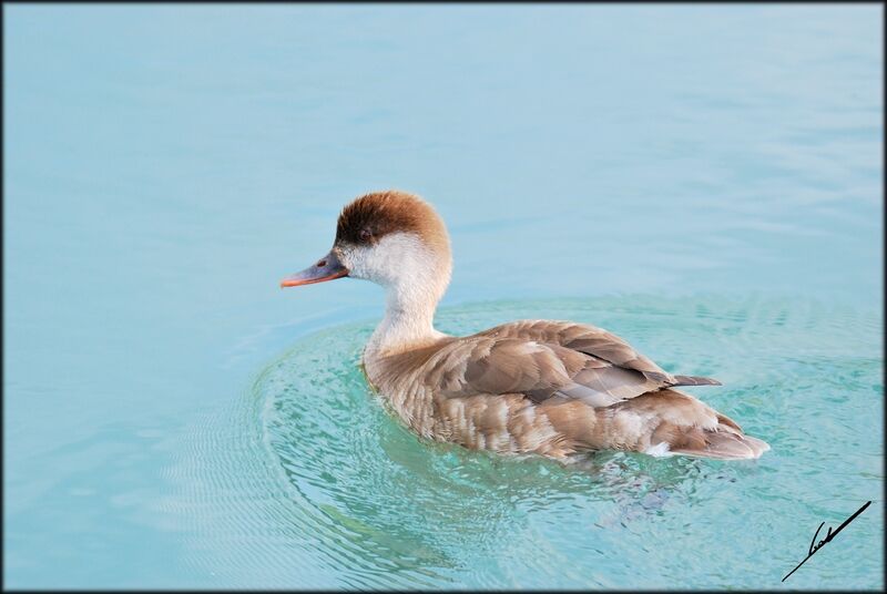 Red-crested Pochard female adult