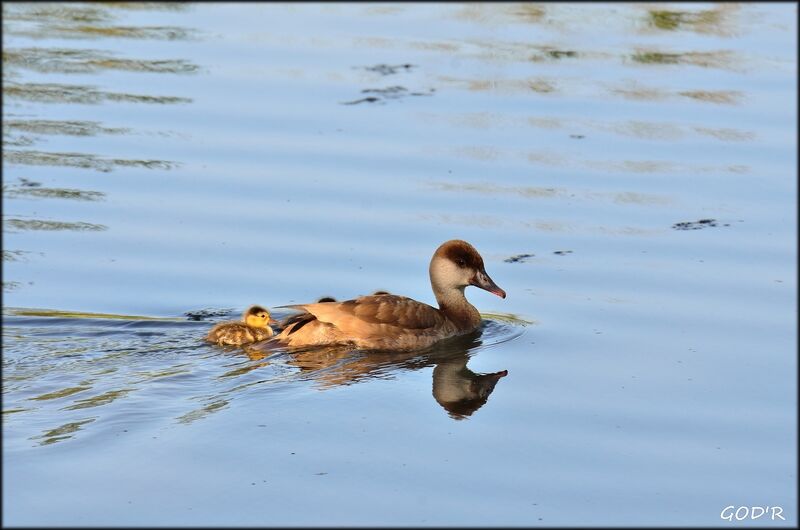 Red-crested Pochard female adult