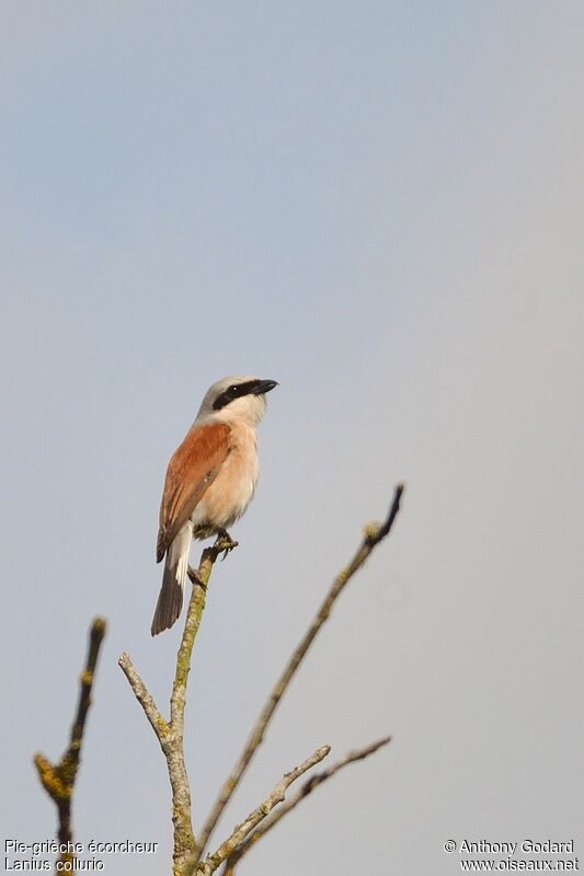 Red-backed Shrike male adult, identification