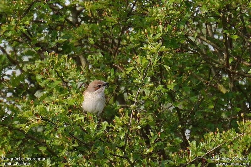 Pie-grièche écorcheur femelle adulte, identification