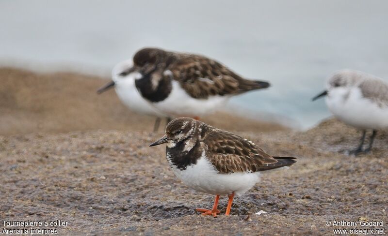 Ruddy Turnstoneadult, identification