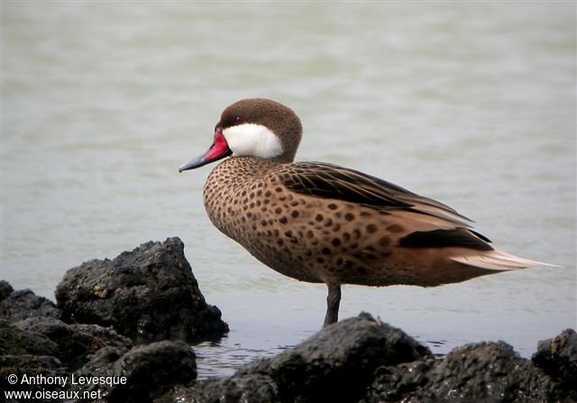 Canard des Bahamas mâle adulte