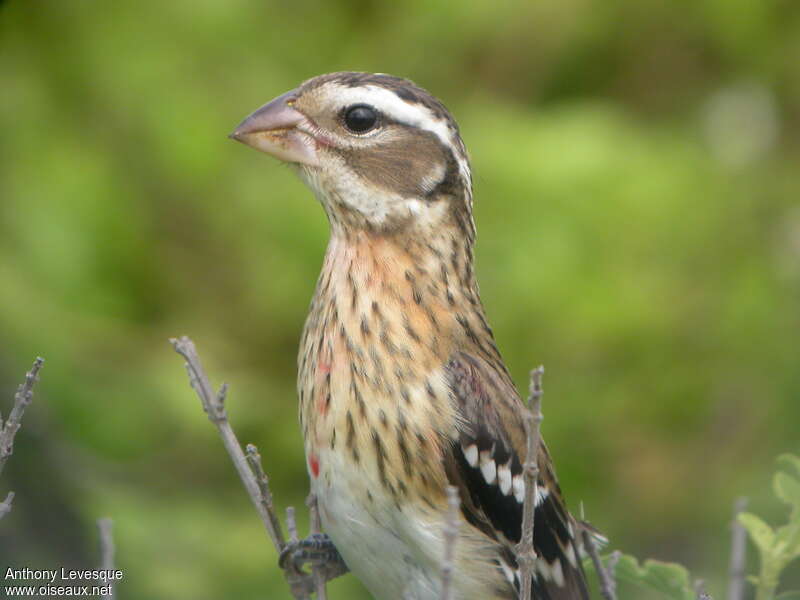 Rose-breasted Grosbeak male First year, identification