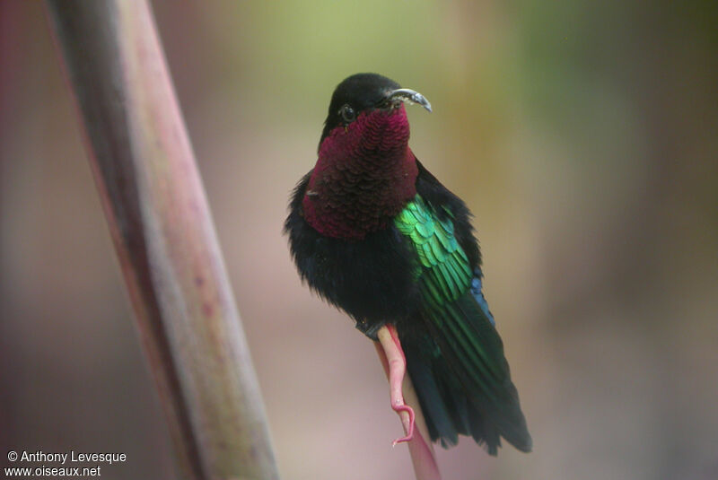 Colibri madèreadulte