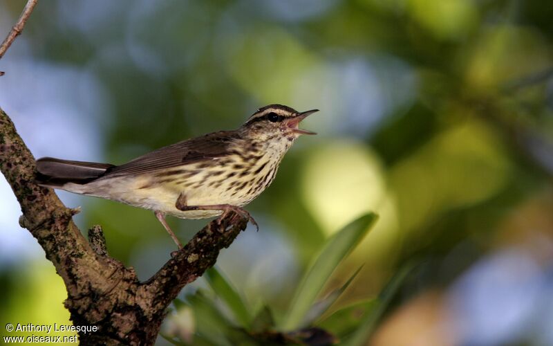 Paruline des ruisseaux