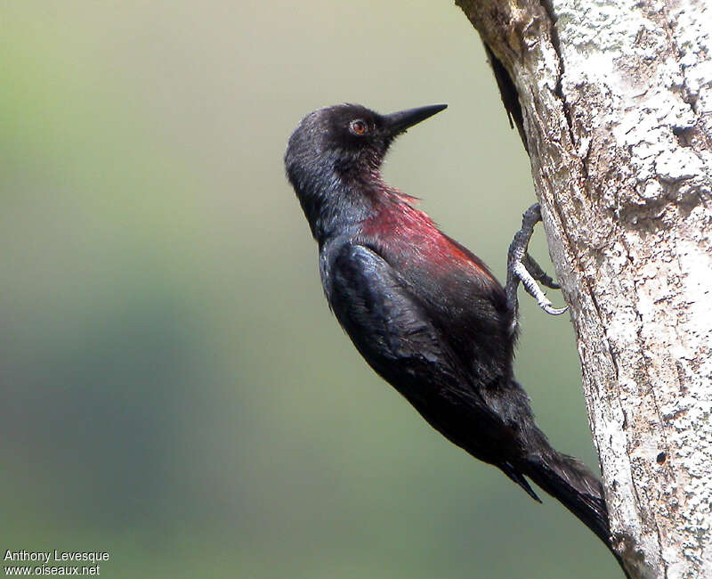 Pic de la Guadeloupeadulte, identification