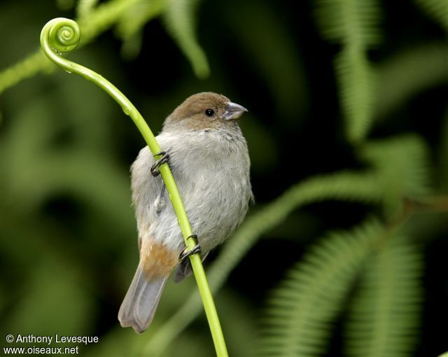 Lesser Antillean Bullfinch female adult