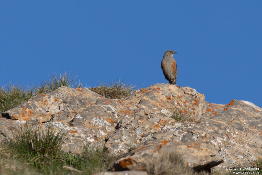 Alpine Accentor male adult breeding