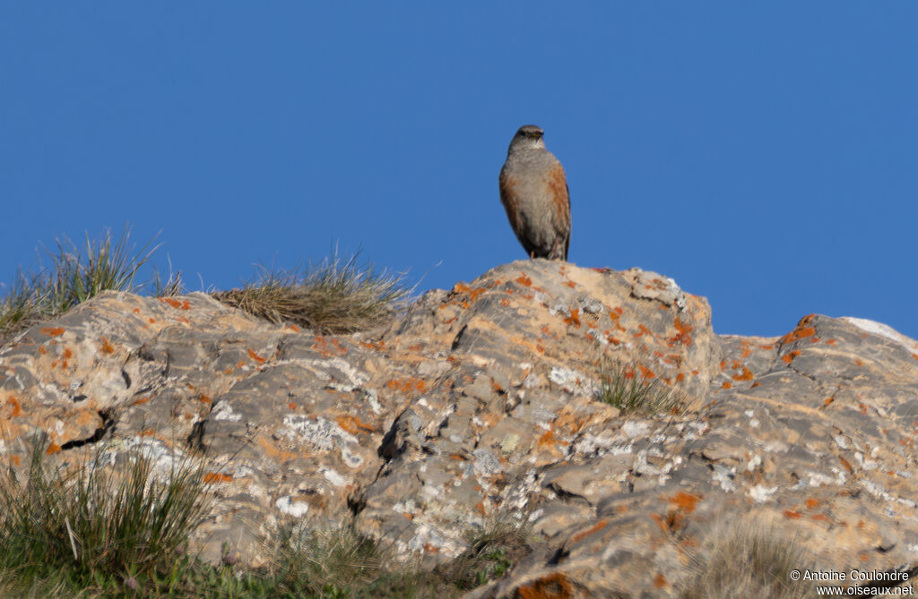Alpine Accentor male adult breeding