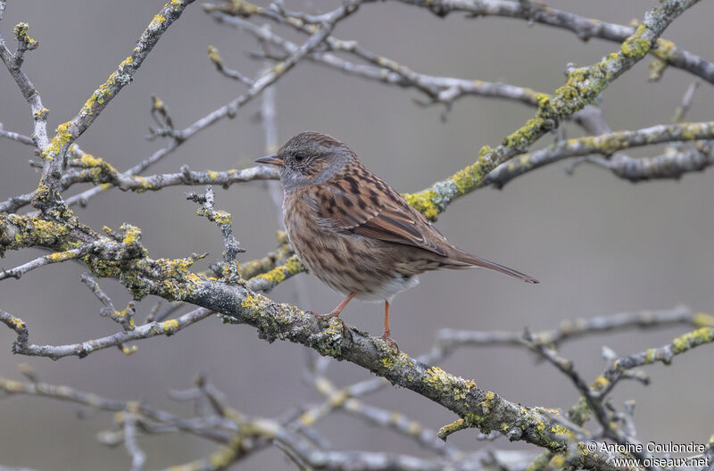 Dunnockadult post breeding