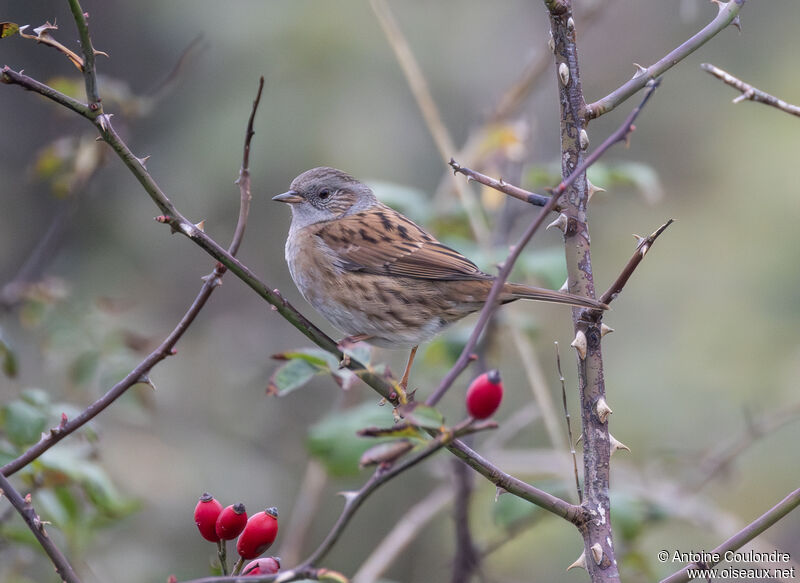 Dunnockadult post breeding