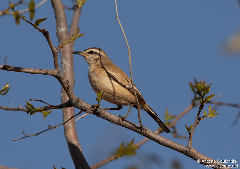 Kalahari Scrub Robinadult