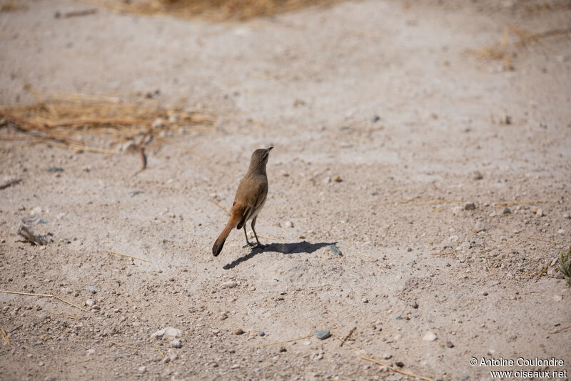 Kalahari Scrub Robinadult