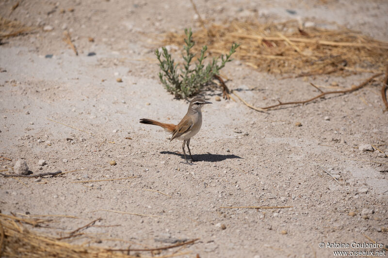 Kalahari Scrub Robinadult